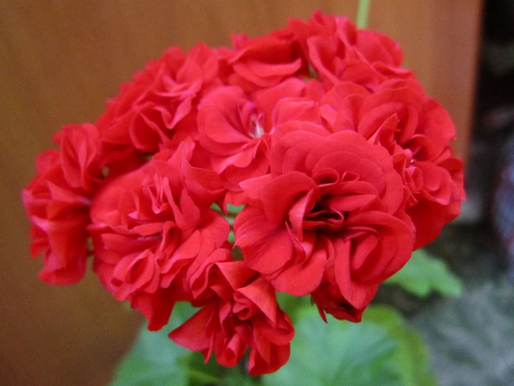 Pelargonium zon Yu-Jiga