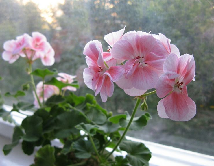 Menjaga pelargonium zonal di rumah