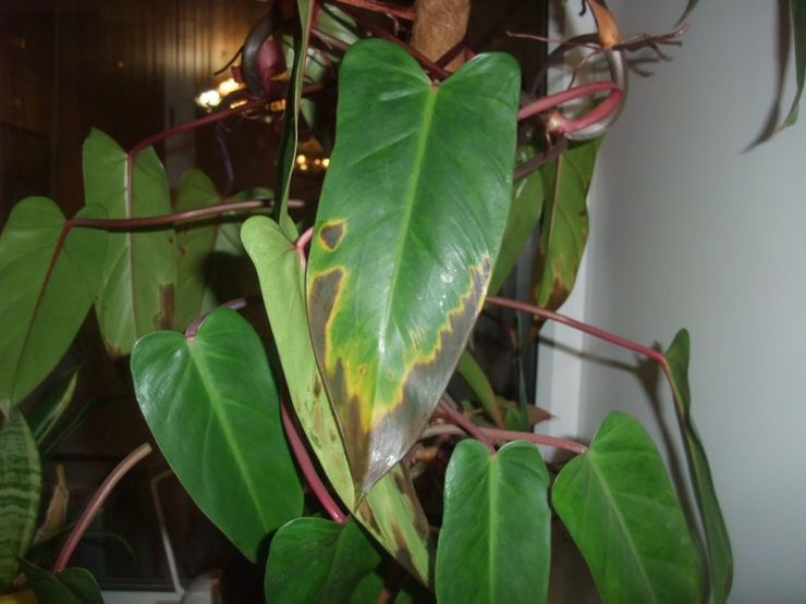 Philodendron skadedjur och sjukdomar