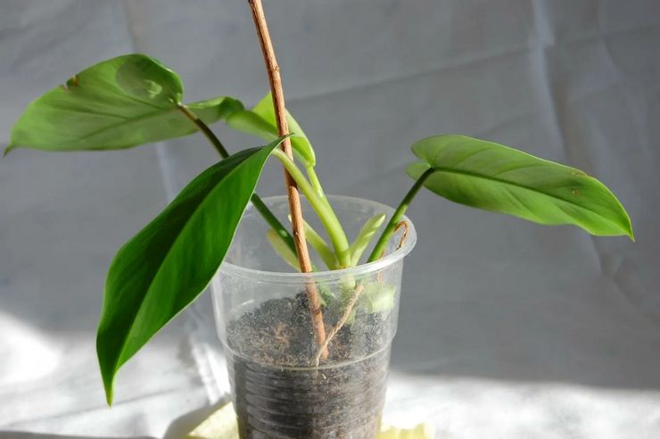 Memotong Philodendron