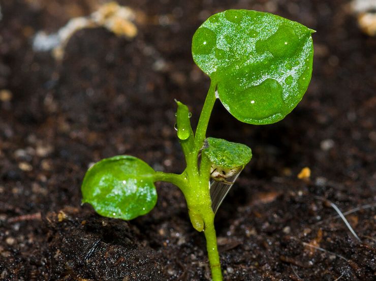 Menumbuhkan filodendron dari biji