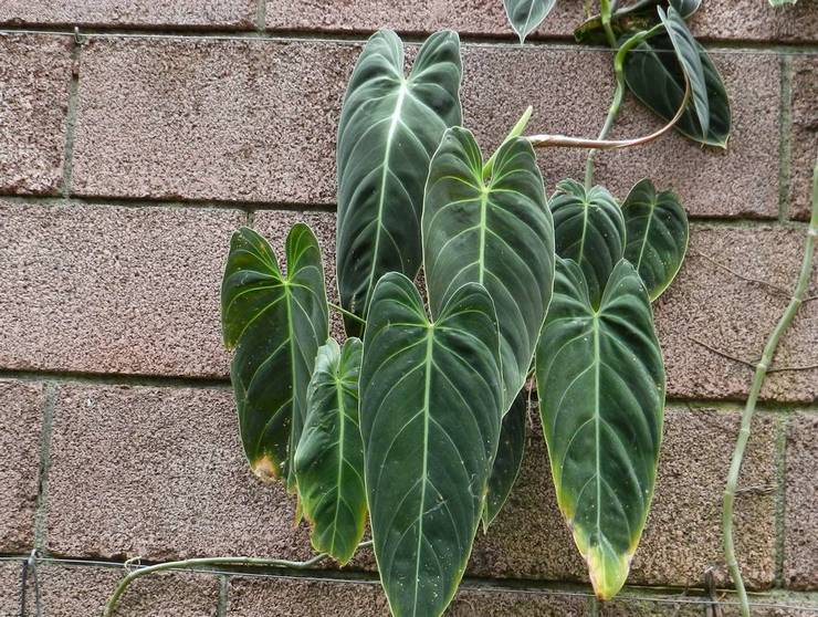 Philodendron hitam keemasan