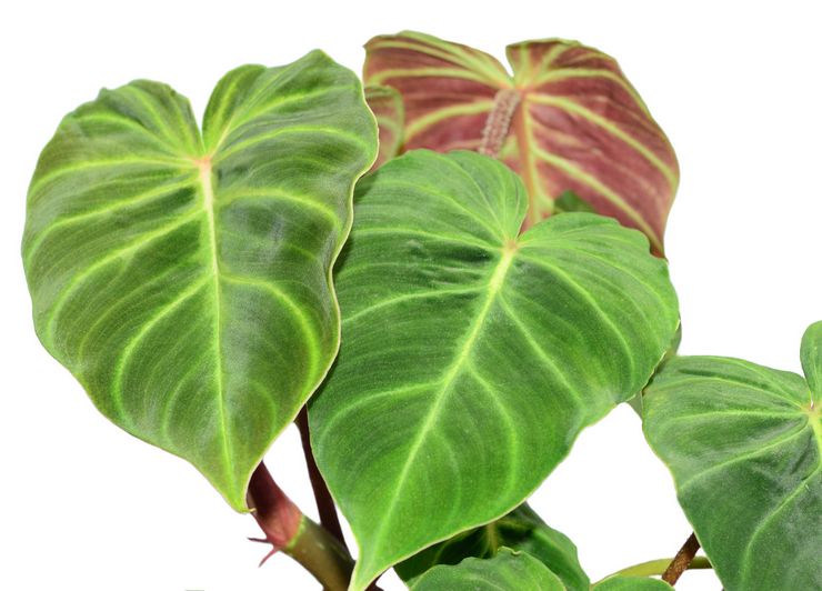 Penerangan mengenai philodendron