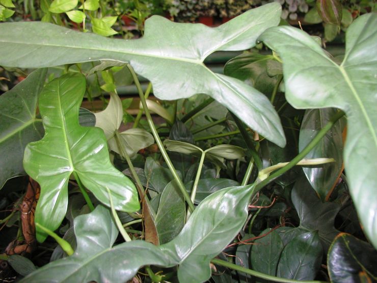 Gitar Philodendron