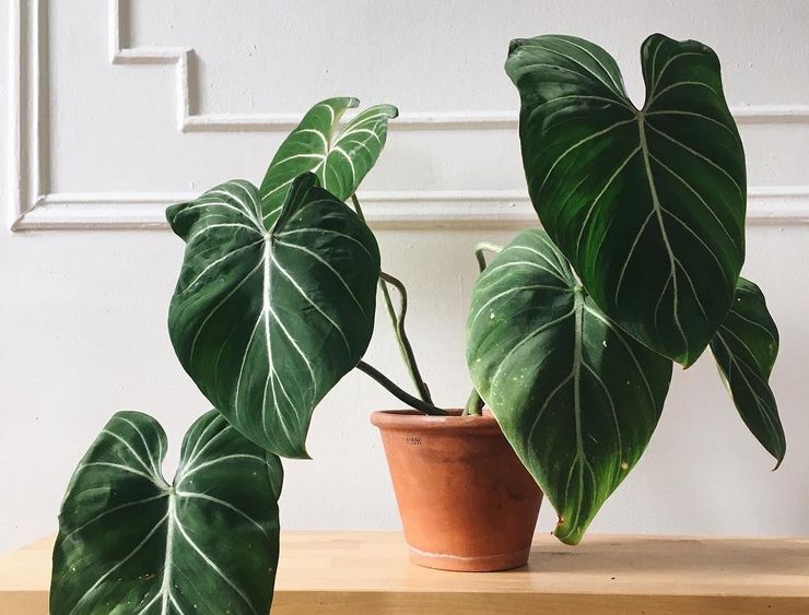 Loji Philodendron