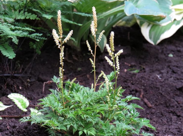 Plantering av Volzhanka i öppen mark