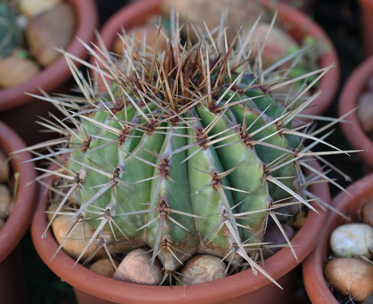 Penyakit Echinocactus