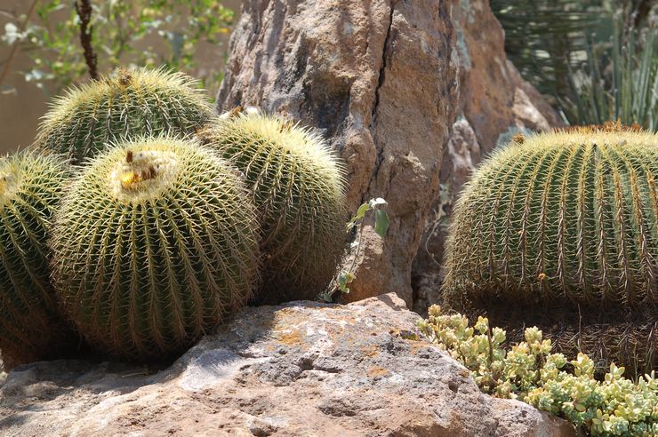 Echinocactus Gruzoni