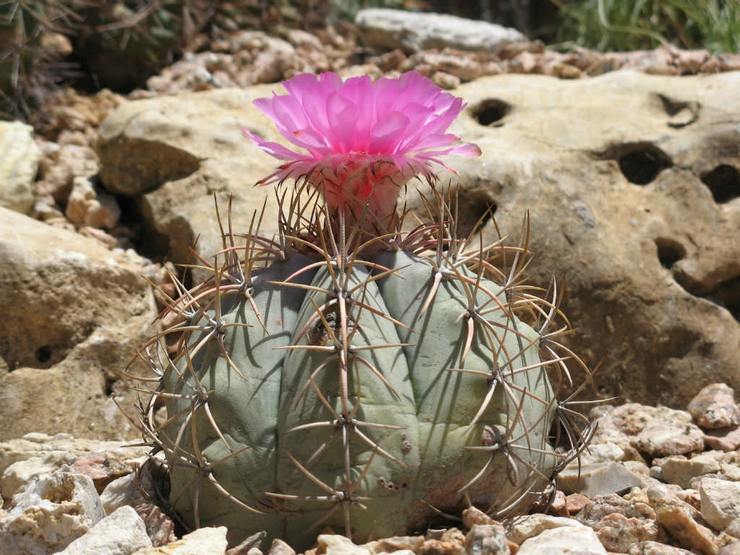 Echinocactus mendatar