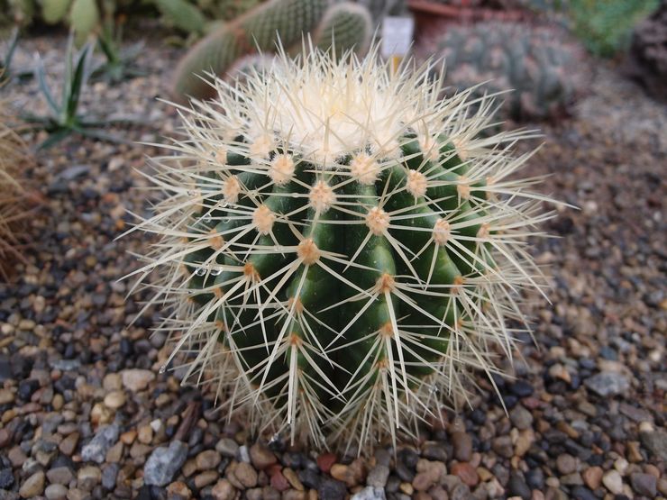 Beskrivning av echinocactus