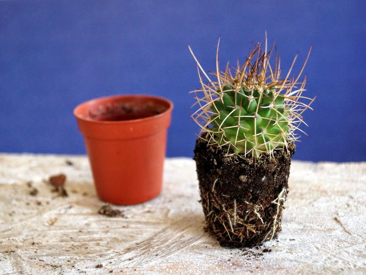 Echinocactus transplantation