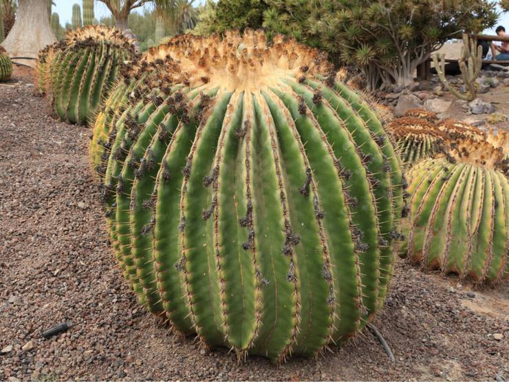 Echinocactus rata-duri