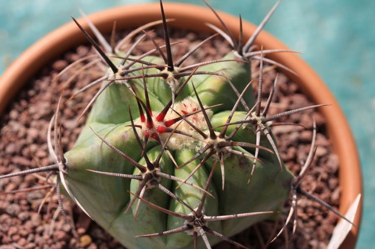 Jord för odling av echinocactus