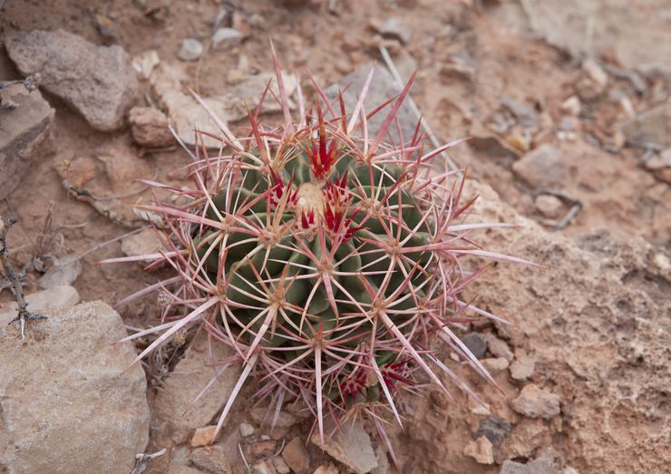 Echinocactus med flera huvuden