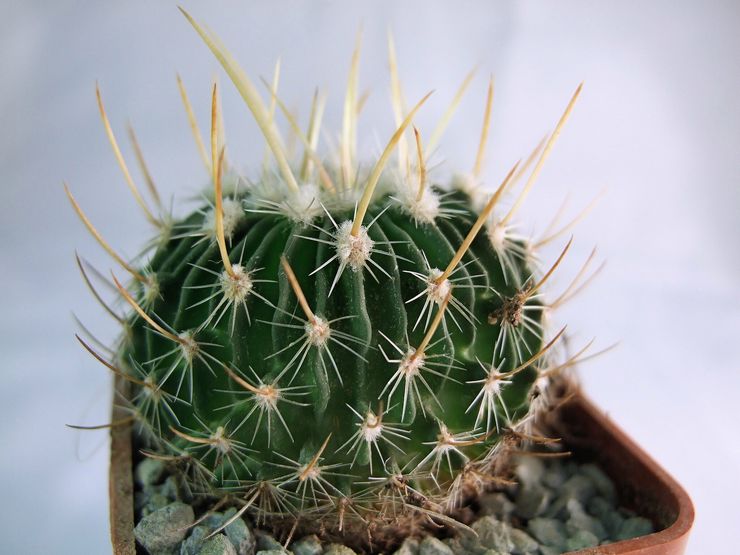 Echinocactus växt