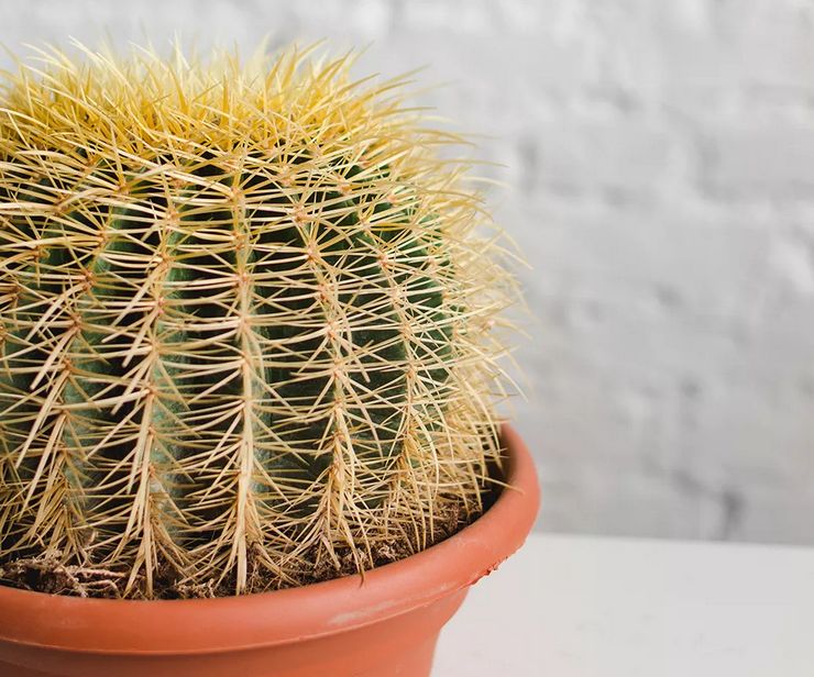 Odling av echinocactus