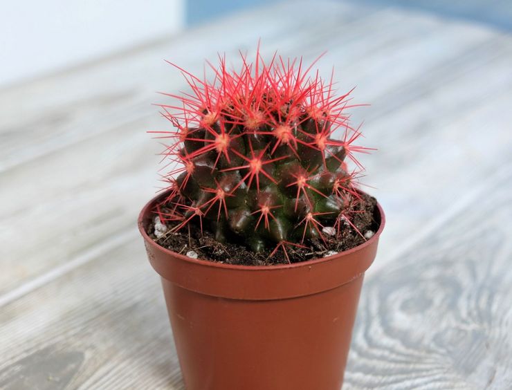 Penjagaan echinocactus di rumah