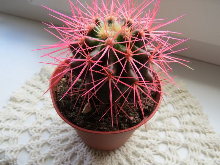 Tahap kelembapan untuk echinocactus