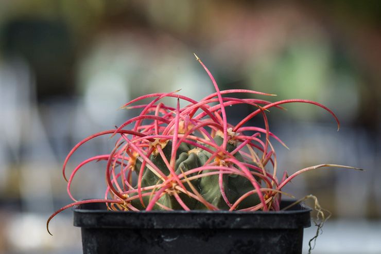 Echinocactus skadedjur