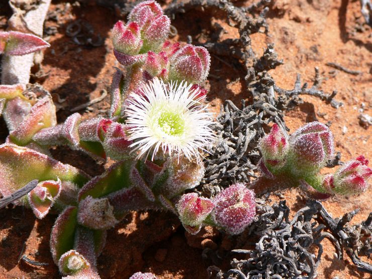 Crystal mesembriantemum