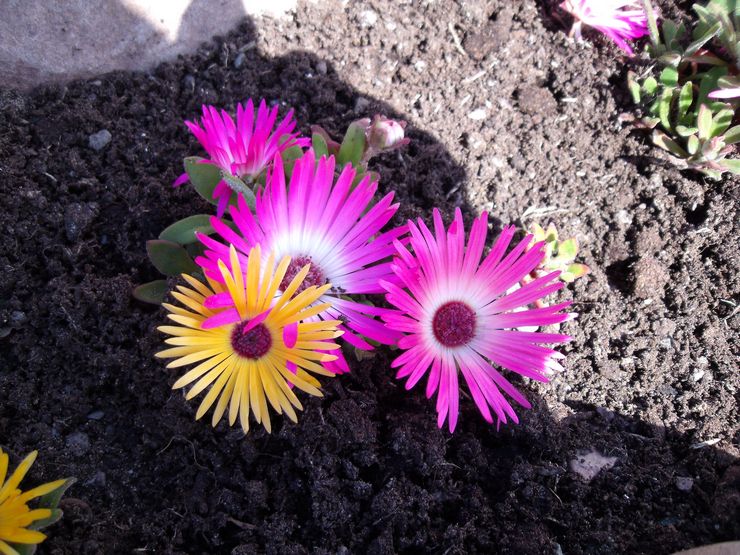 Plantering av en mesembryanthemum i öppen mark