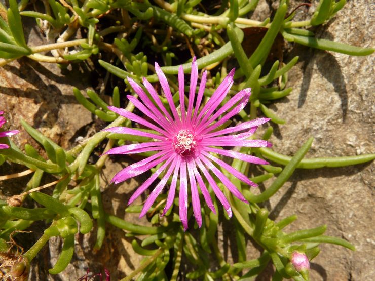 Mesembriantemum efter blomning