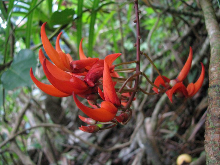 Strongylodon merah