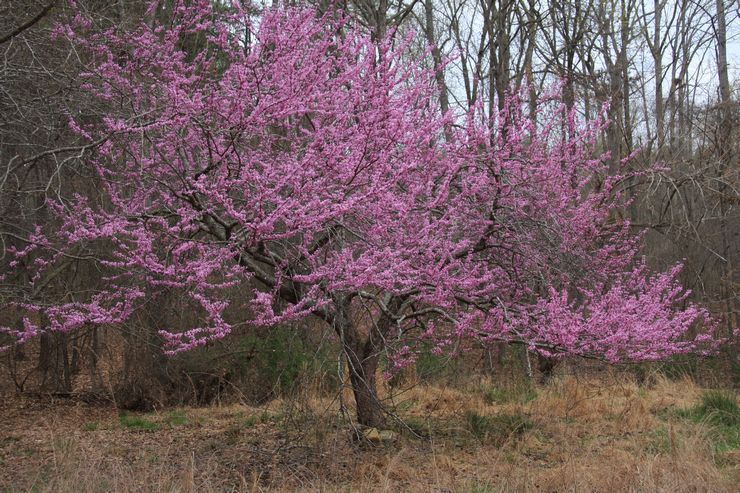 Cercis Kanada