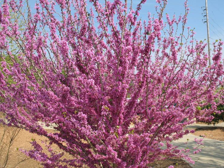 Cercis kinesiska