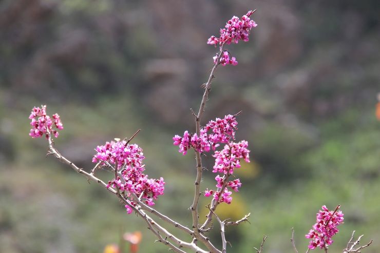 Cercis Griffith