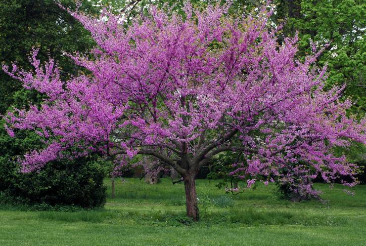 Cercis dalam reka bentuk landskap