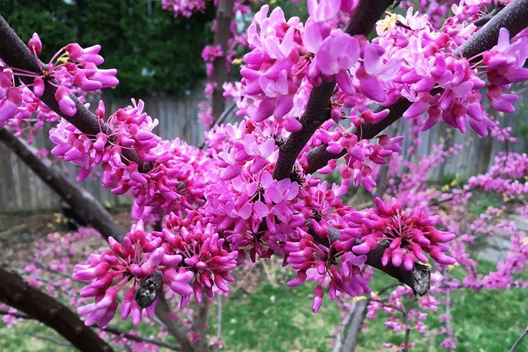 Tillämpning av cercis