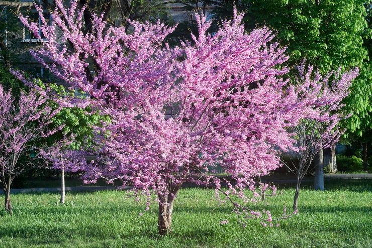 Cercis växt