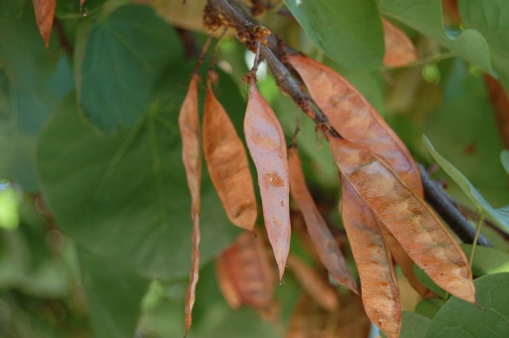 Växande cercis från frön