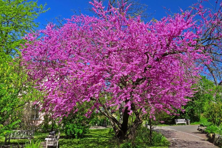 Cercis Eropah