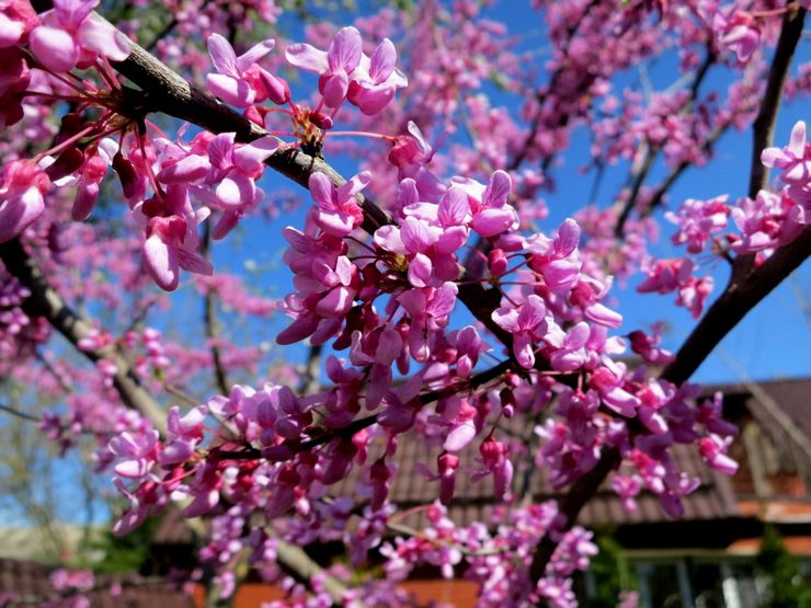 Omsorg för cercis