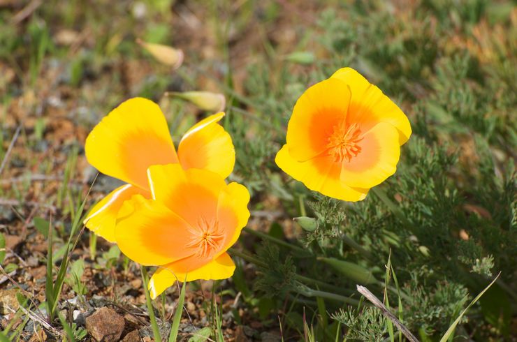 Escholzia skadedjur och sjukdomar