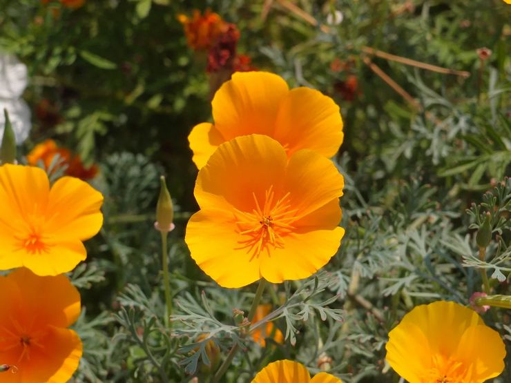 Eschsholzia california