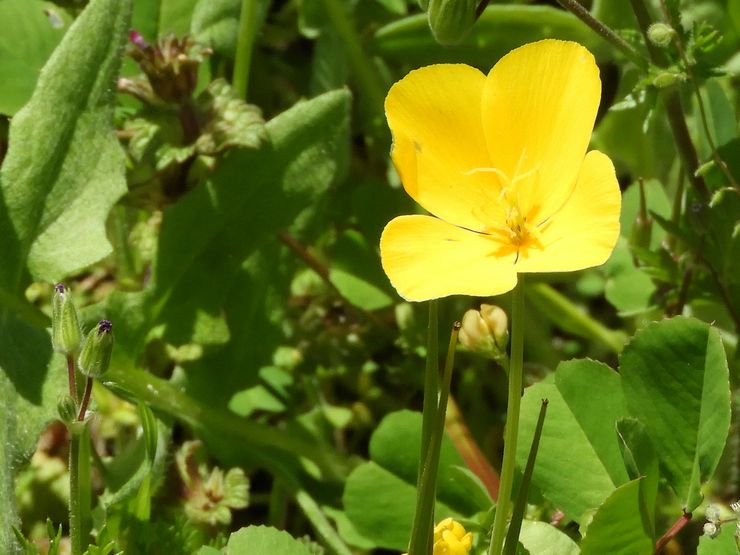 Eschsholzia Lobba