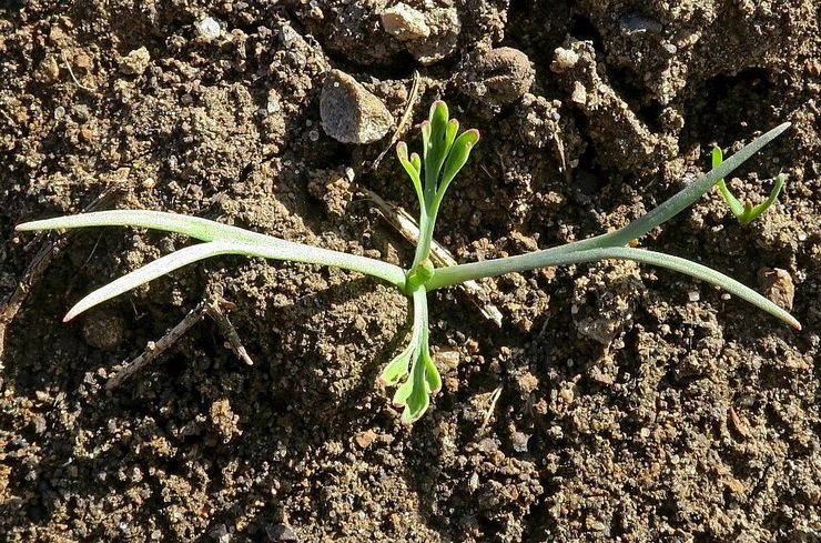 Plantera escholzia i öppen mark