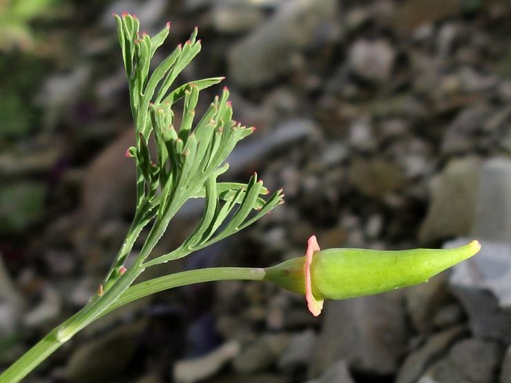 Escholzia selepas berbunga