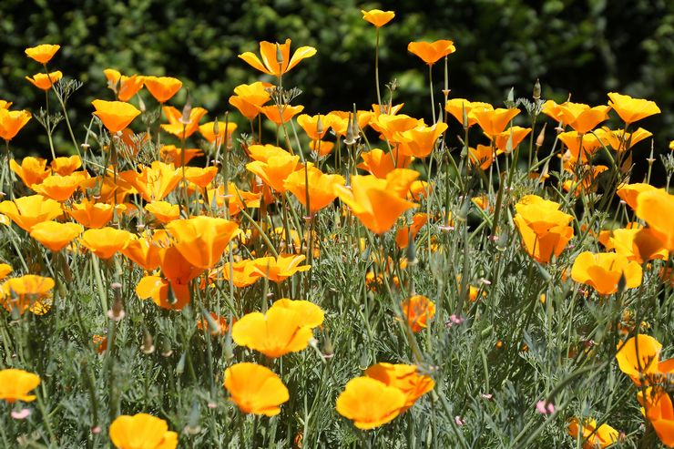 Escholzia växt