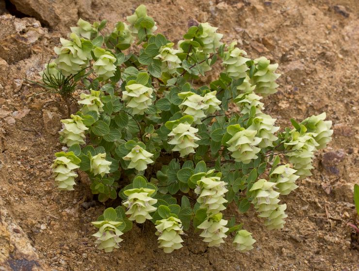 Plantering av oregano i öppen mark