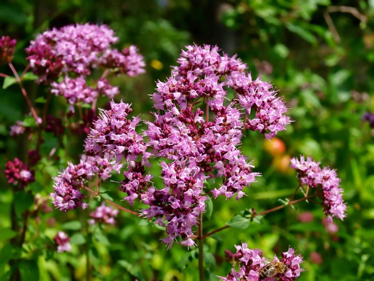 Tumbuhan Oregano