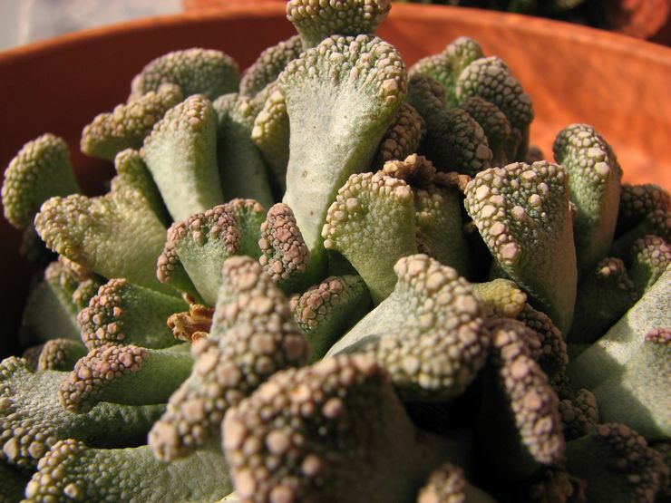 Titanopsis sjukdomar och skadedjur