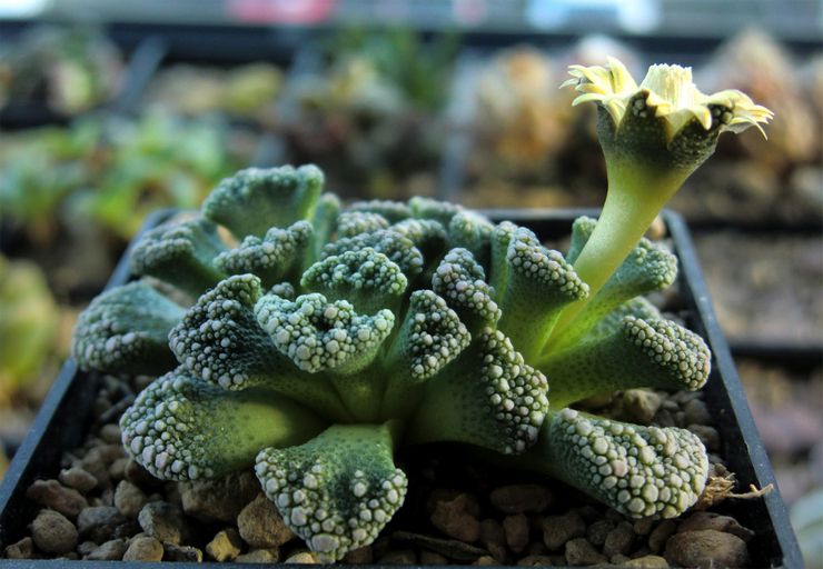 Titanopsis berkapur