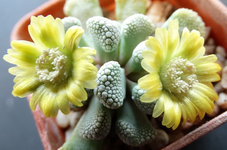 Blommande titanopsis