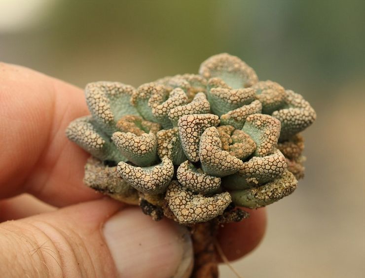 Uppdelning av titanopsis rosetter