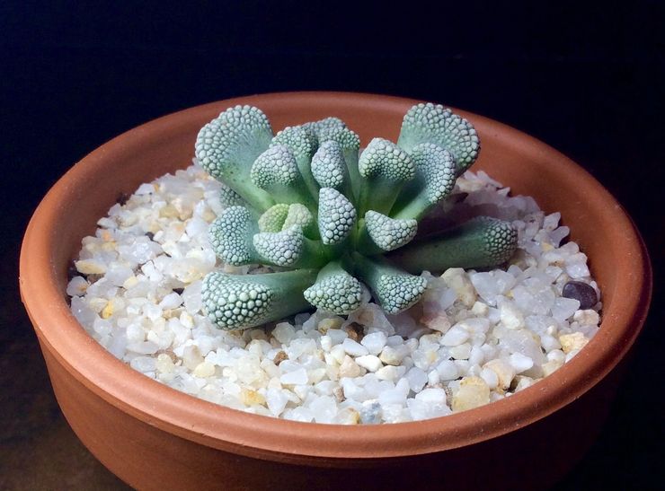 Titanopsis yang semakin meningkat