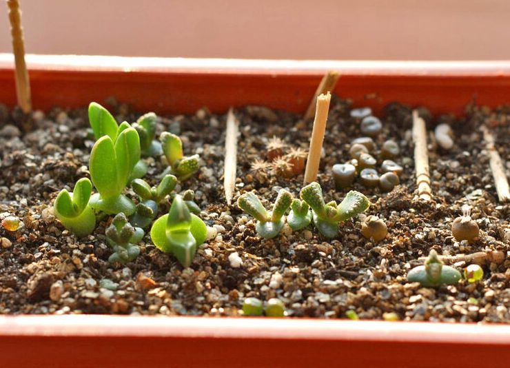 Titanopsis tumbuh dari biji